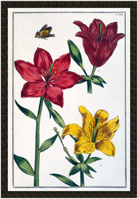 Naszywka Lilia czerwona Maria Sibylla Merian