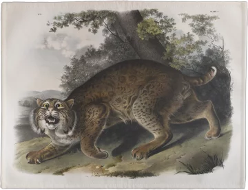 Podkładka na stół Common American Wildcat James Audubon