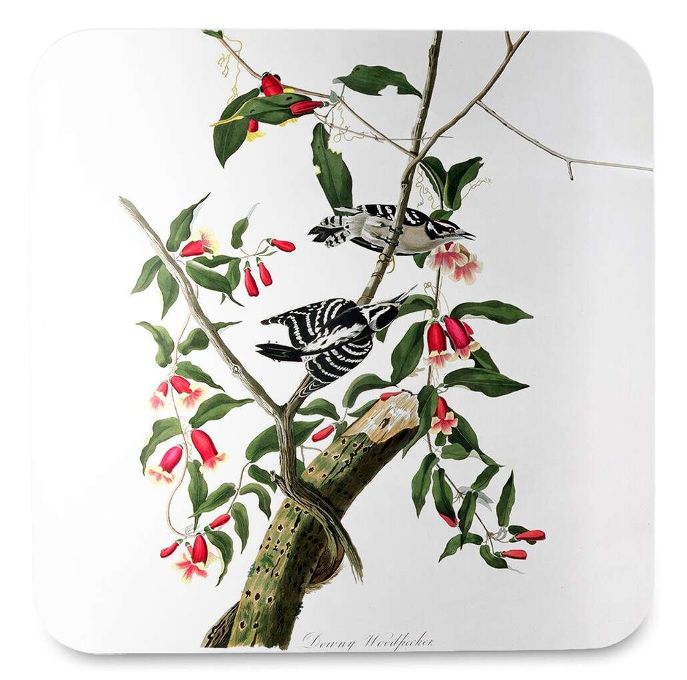 Podkładka pod kubek Downy Woodpecker James Audubon