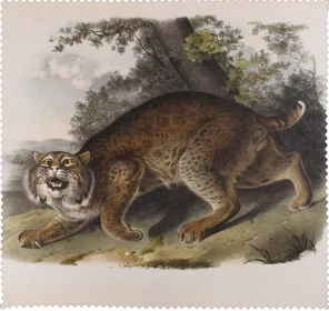 Ściereczka do okularów Common American Wildcat James Audubon