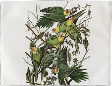 Podkładka na stół Carolina Parakeet James Audubon