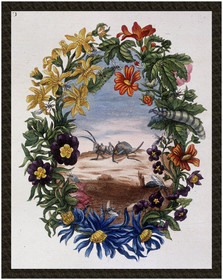 Naszywka Fourmi Maria Sibylla Merian