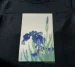 Bluzka damska Irys Ohara Koson