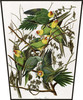A pair of magpie jays || Carolina Parakeet