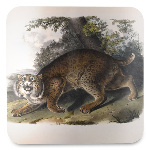 Podkładka pod kubek Common American Wildcat James Audubon