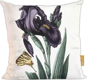 Poduszka Irys szerokolistny Maria Sibylla Merian