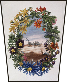 Ekran Fourmi Maria Sibylla Merian