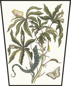 Ekran Cassave Maria Sibylla Merian