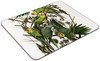 Carolina Parakeet