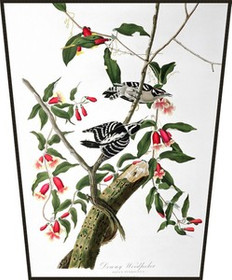 Ekran Downy Woodpecker  James Audubon