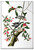 Downy Woodpecker