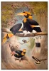 Concave casque Hornbill