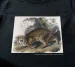 Koszulka z nadrukiem Common American Wildcat James Audubon