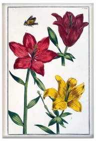 Magnes Lilia czerwona Maria Sibylla Merian