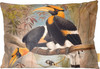 Concave casque Hornbill