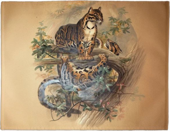 Podkładka na stół The Clouded Tiger Joseph Wolf