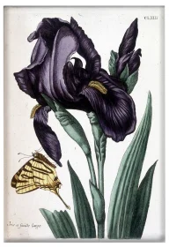 Magnes Irys szerokolistny Maria Sibylla Merian