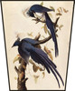 Magpie Jay