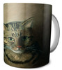 Studium głowy kota tabby