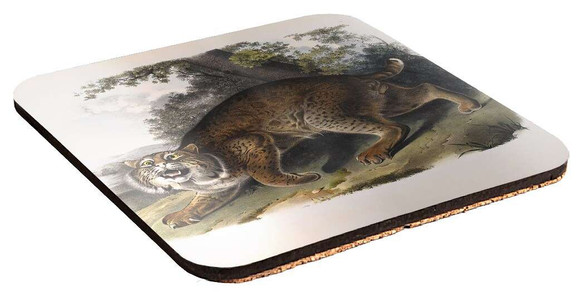 Podkładka pod kubek Common American Wildcat James Audubon