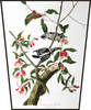 Downy Woodpecker