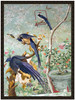 Carolina Parakeet || A pair of magpie jays