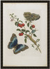 Great Blue Butterflies and Red Fruits