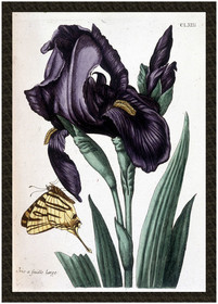 Naszywka Irys szerokolistny Maria Sibylla Merian