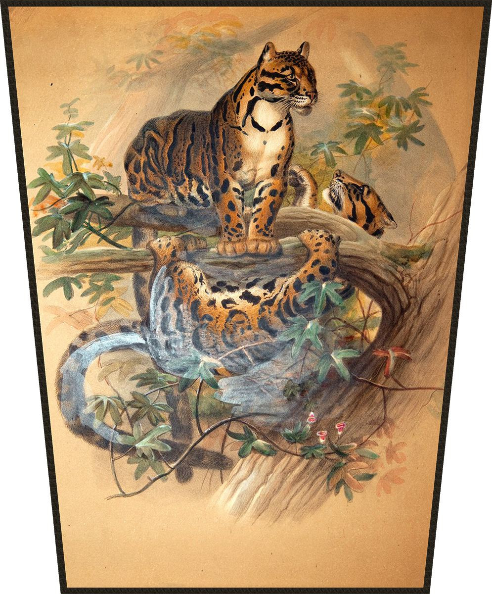 Ekran The Clouded Tiger Joseph Wolf
