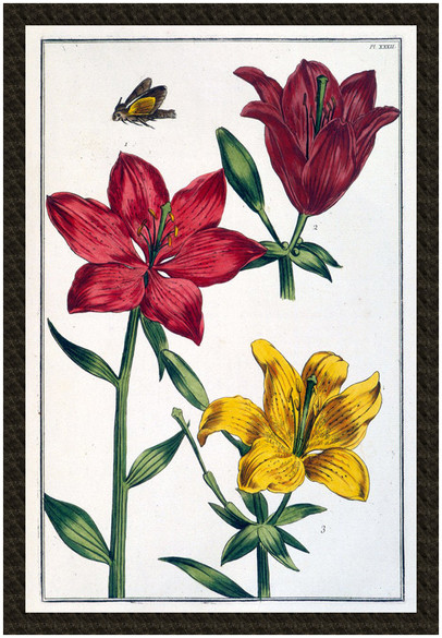 Naszywka Lilia czerwona Maria Sibylla Merian
