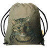 Studium głowy kota tabby