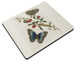 Podkładka Great Blue Butterflies and Red Fruits Maria Sibylla Merian 36x29cm