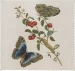 Ściereczka do okularów Great Blue Butterflies and Red Fruits Maria Sibylla Merian