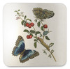 Great Blue Butterflies and Red Fruits