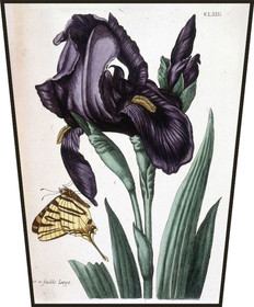 Ekran Irys szerokolistny Maria Sibylla Merian