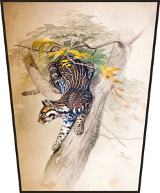 Ekran Ocelot Joseph Wolf