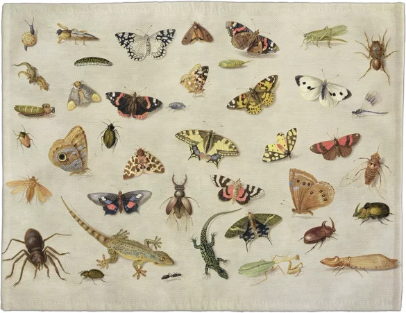 Podkładka na stół Studium owadów Jan van Kessel (starszy) 