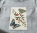 Koszulka z nadrukiem Great Blue Butterflies and Red Fruits Maria Sibylla Merian