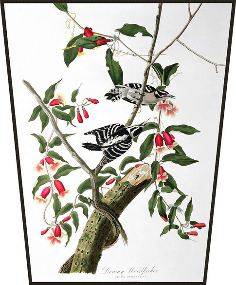 Ekran Downy Woodpecker  James Audubon