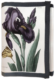 Portfel Irys szerokolistny Maria Sibylla Merian