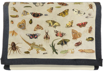 Portfel Studium owadów Jan van Kessel (starszy)