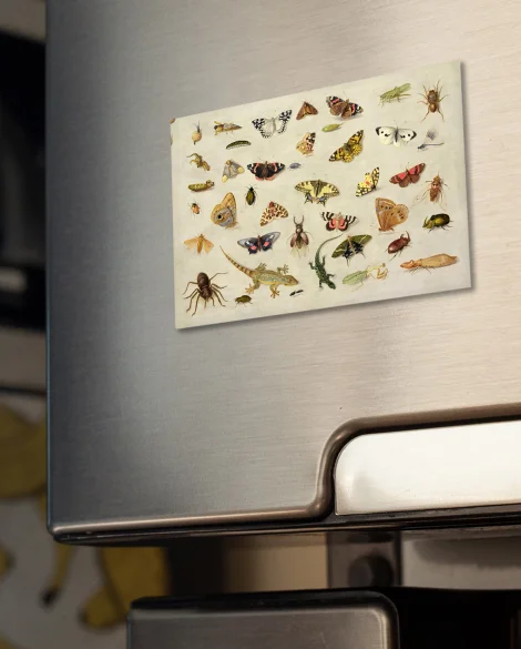 Magnes Studium owadów Jan van Kessel (starszy) 