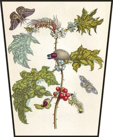 Ekran Metamorfoza owadów Surinamensium Maria Sibylla Merian