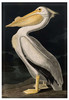 Magnes American White Pelican James Audubon