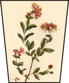 Ekran Wiciokrzew William Kilburn
