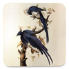 Magpie Jay