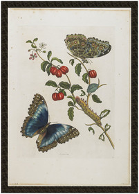 Naszywka Great Blue Butterflies and Red Fruits Maria Sibylla Merian