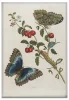 Great Blue Butterflies and Red Fruits