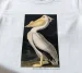 Koszulka z nadrukiem American White Pelican James Audubon