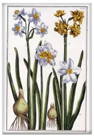 Magnes Narcyz Maria Sibylla Merian